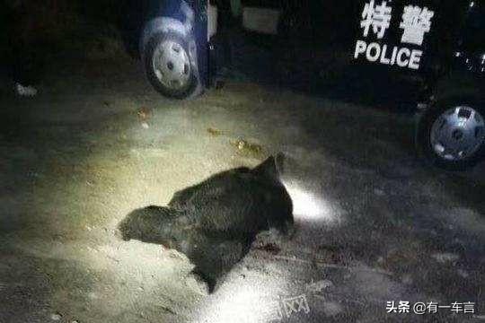 熊二惨死图片，四川省江油市3名成年人遭遇黑熊袭击不幸身亡，到底是怎么回事？