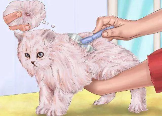猫身上的吸血虫图片:养猫的朋友们，猫虱你们是怎么解决的？