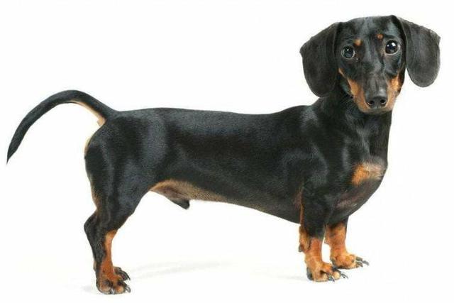 纯种杜宾犬介绍:纯种杜宾犬的特征 这是什么狗和什么狗的串，有杜宾品种吗？