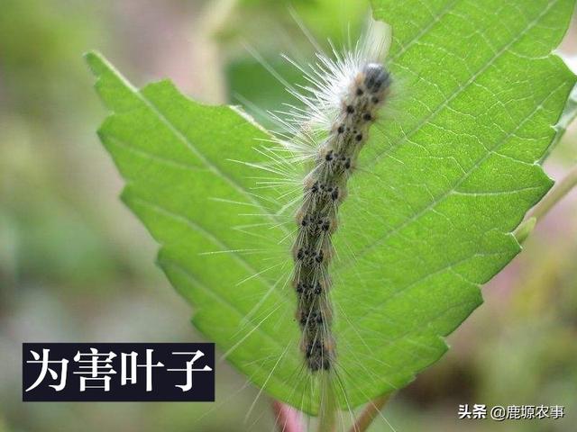 头条问答 樱桃树上有毛毛虫用什么药比较好 15个回答