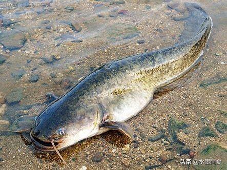 這裡就以常見的,只有主魚骨或細魚刺較少的鱸魚,鱖魚,財魚,鯰魚來做