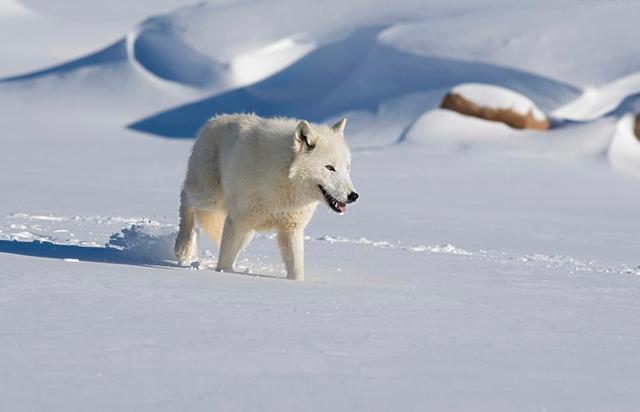 雪狼狗的特性:狗狗会怕冷吗？狗狗感到冷会有什么表现吗？