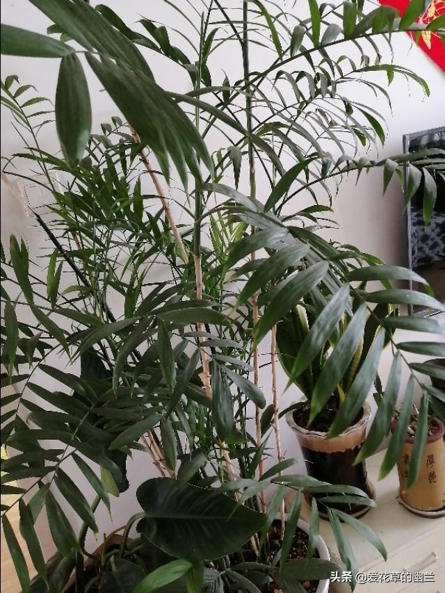 假昙花和蟹爪兰哪个好养:家养的花里，哪些花最好养？