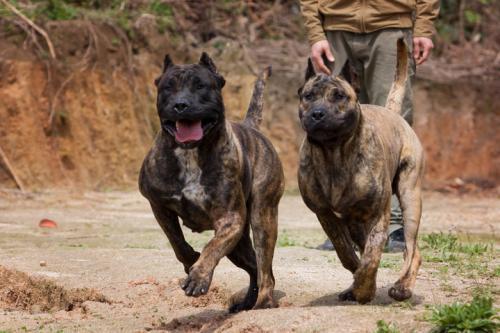 阿根廷獒犬价格:阿根廷獒犬 世界上最凶悍的犬类是什么？藏獒能排第几？