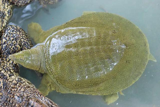 水鱼图片:水鱼图片高清 甲鱼裙边完整和裙边尾部有缺口一样吗？