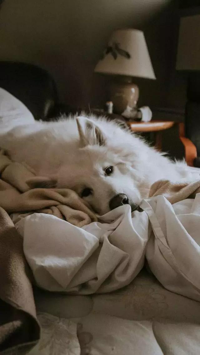 晚安句子181230：以后的真心，还是省着点用吧