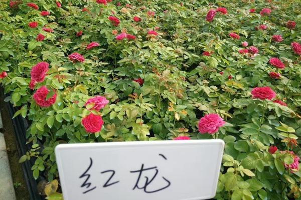 百度宝石花图片:红色龙沙宝石月季单花能开几天？