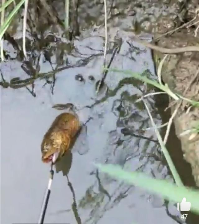 晚上抓黄鳝的灵异事件:白天下雨晚上黄鳝会出来吗？