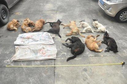 土狗图片:现在还有真正纯种的中华田园犬吗？ 土狗图片幼犬