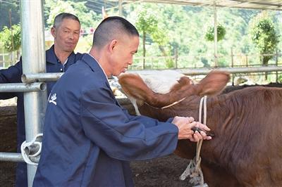 给牛耳朵输液视频:牛感冒39.4用什么药？