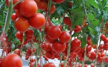每亩辣椒多少钱，一亩地辣椒产量高还是西红柿产量高，大概一亩地多少产量