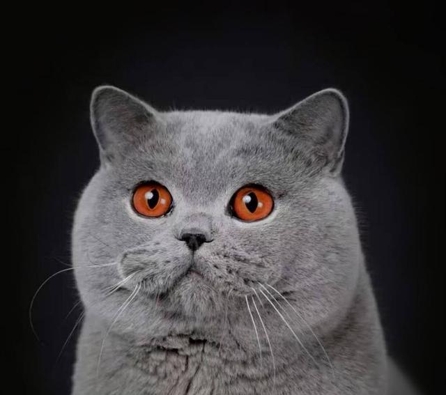 蓝猫:为什么说蓝猫是最不值钱的猫？ 蓝猫英短