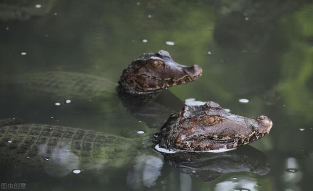 亚马逊的大蟒蛇(亚马逊河流真的有巨蟒吗)_经验妙招5_经验妙招_小高