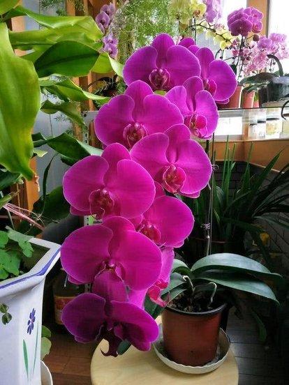 头条问答 蝴蝶兰扦插繁殖方法有哪些 24个回答