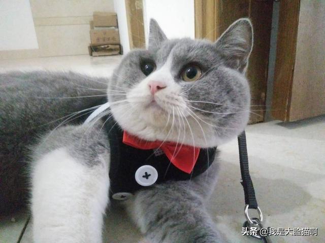 哈尔滨宠物店买猫咪:买猫需要注意些什么？去哪里买猫比较靠谱？