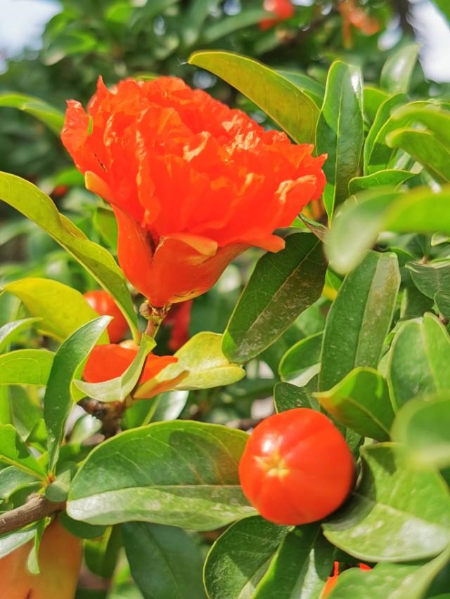 头条问答 如何拍好 五月花开红似火 的石榴花摄影作品 19个回答