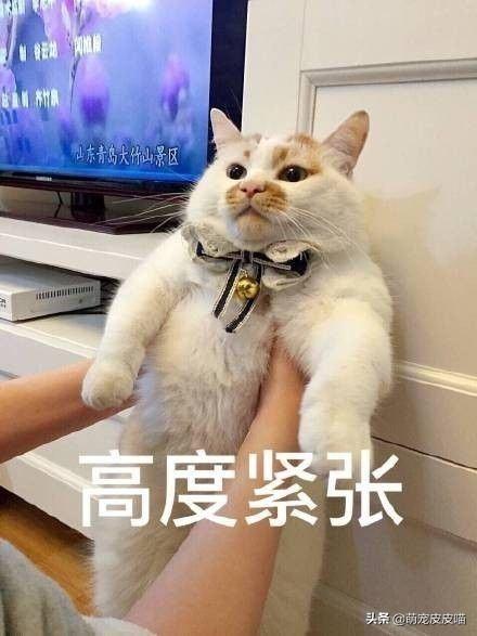 养猫记:猫犯错之后，怎么让它长记性？