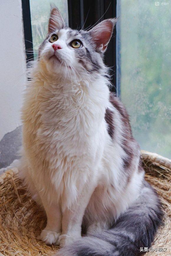 缅因猫与梨花猫的区别:这种属于缅因猫的哪一种啊？你怎么看？