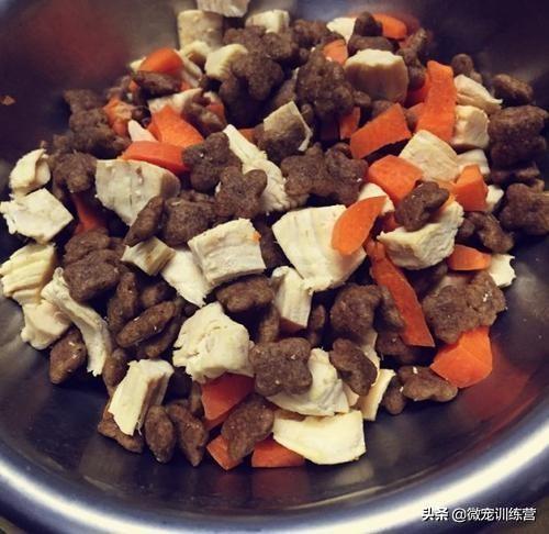 约克夏狗食配方:约克夏的毛稀少，应该怎么应对？