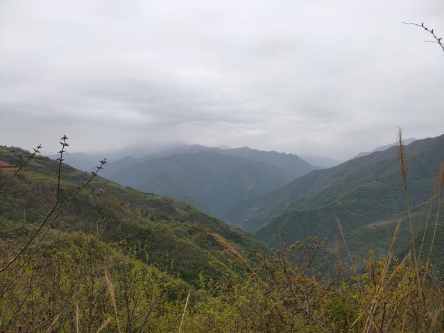 新藤惠美:地里长了许多葛根藤，怎么清除？