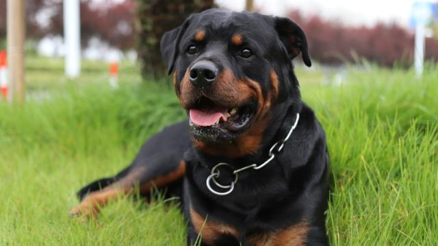 罗威拿犬容易生病吗:饲养罗威纳，应该要注意什么问题？