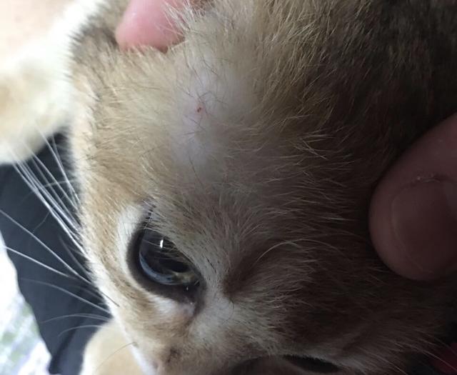 赛维洛犬菌清哪里有卖:为什么有的小奶猫会容易得猫癣、奶癣？