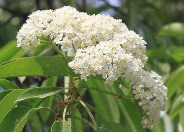 石楠花:石楠花为什么叫最污花 为什么有许多学校要种植石楠花？