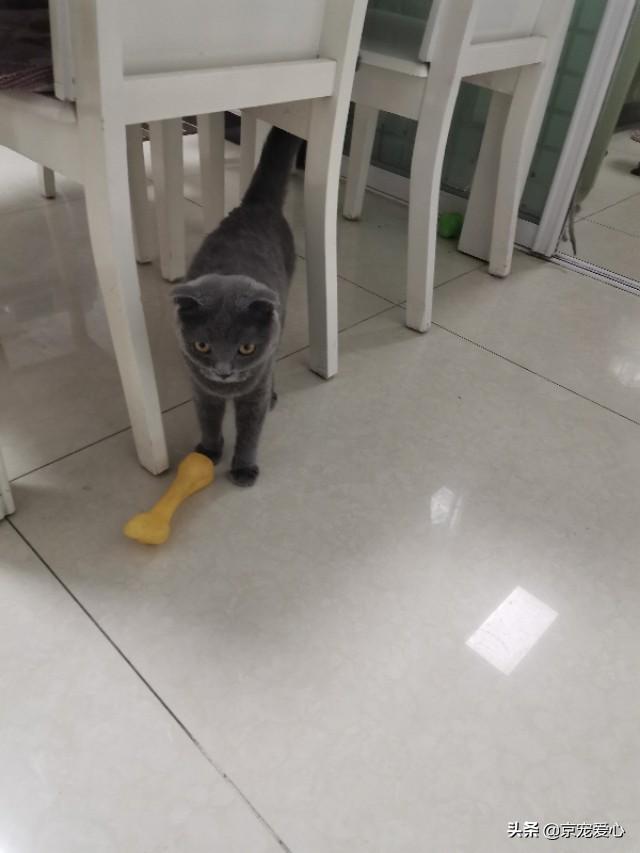 英国短毛猫和蓝猫图:养猫的话，英短和小蓝猫哪个好？