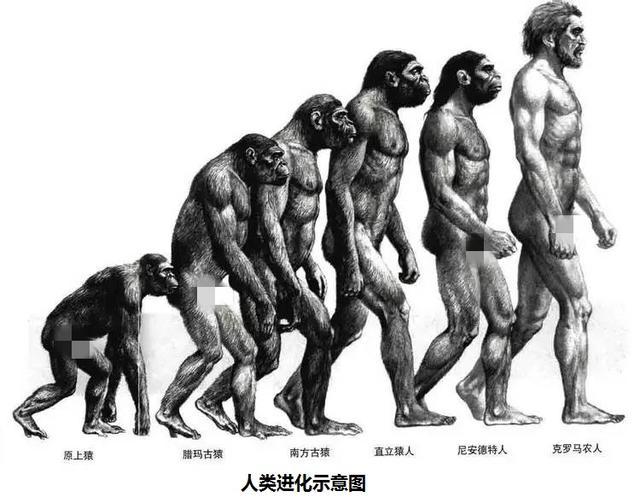 无毛猿:人类是如何进化的？人是不是由猴子或猩猩进化而来的？