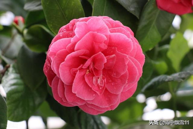 头条问答 什么环境下种植茶花最好 48个回答