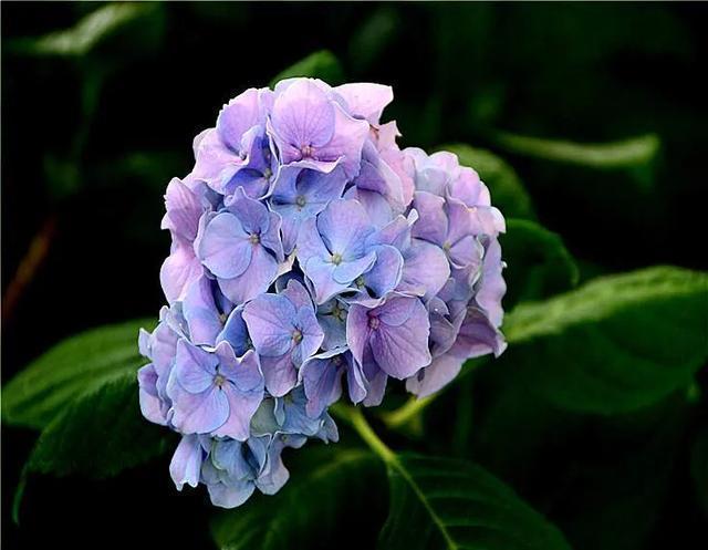 八仙花图片:绣球花应该在什么时间段浇水？早晨和下午哪个时段更好一些？