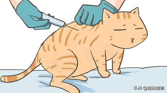 被家猫抓伤需要打针吗:被自己家的猫抓破了一点，需要打针吗？ 被家猫抓伤需要打针吗?