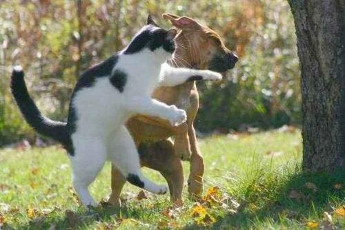 猫狗:为什么猫狗打斗狗总处于下风？如果真的打起来，狗能打过猫吗？