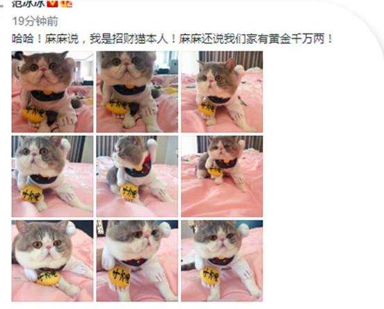 萌猫红小胖万多福开心果幕后花絮:范冰冰恢复晒猫，李晨也曾晒这只猫，你怎么看？