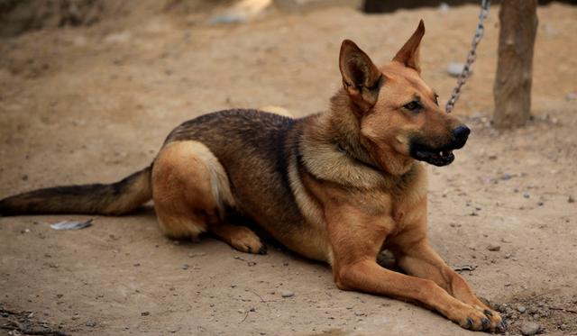 狗和狼的DNA一样吗？插图48