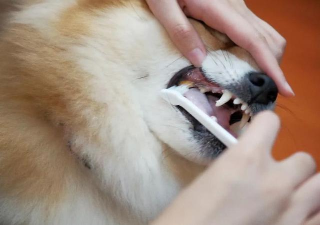 头条问答 狗狗为什么会流口水 训犬师蚊子的回答 0赞