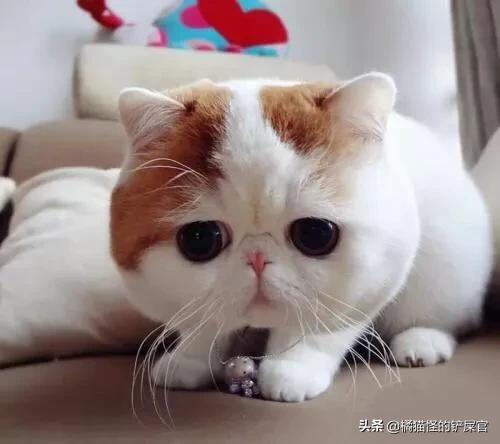 头条问答- 猫不对劲，能看出来吗？怎么看？(8个回答) - 猫 甲状腺