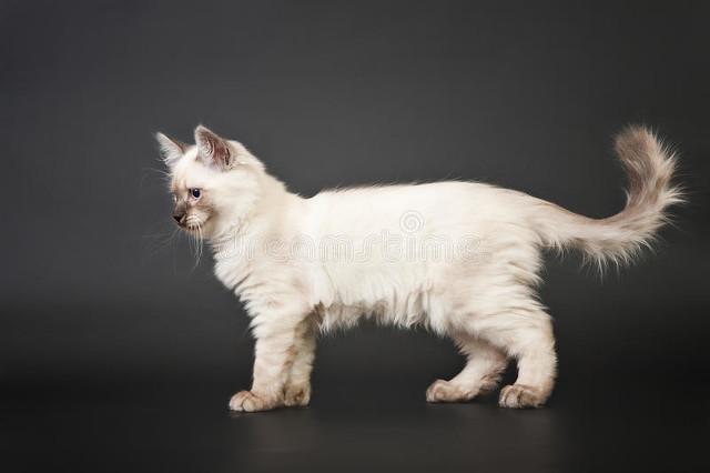 半夜猫叫:半夜三更明明没人，猫猫为什么一直叫个不停？