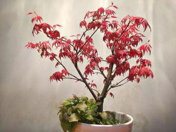 头条问答 - 怎样养红小袖红枫?(12个回答)