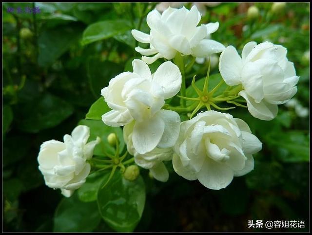 铁线蕨图片大全大图:哪种绿植放家里最好养？要懒养的那种？