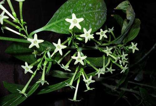 空间宠物奥斯卡鲜花:什么花不适合摆在家里养？因为影响健康？