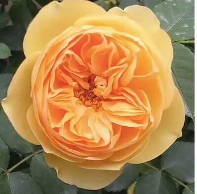 怎样做跨境电商视频（跨境电商专业拍摄义乌微距创意传媒有限公司怎么样）