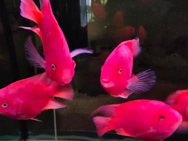 民用水族箱过滤器:小鱼缸用什么过滤器比较好？