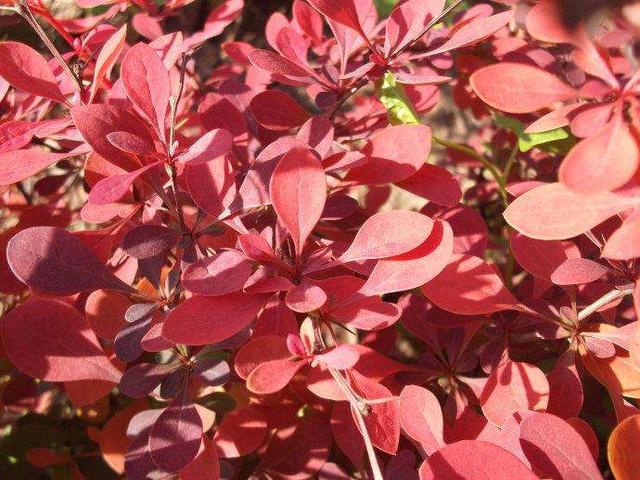 别墅庭院最佳树木,农村别墅院子中绿化带种些什么植物好？