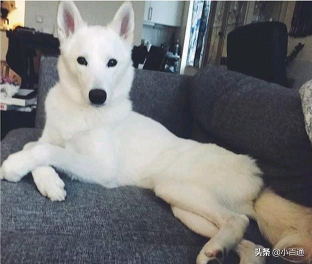 杂交白狐狸狗图片:纯种犬就一定优秀，杂交犬就一定不堪吗？