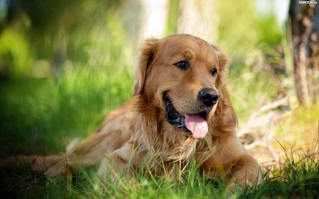 金毛犬怎么养:饲养金毛的5个注意事项？