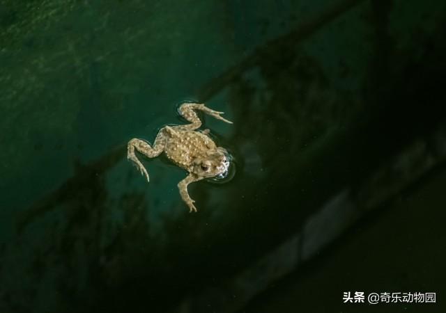 中华大蟾蜍与黑眶蟾蜍有什么区别:蟾蜍身上有剧毒，几乎没有天敌，为什么不会泛滥？