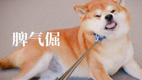 柴犬:大家喜欢柴犬吗？新手养需要注意什么？