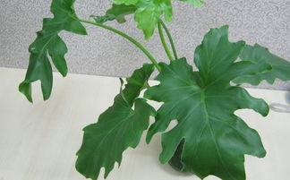 龟背竹花放在室内可以吗，怎样才能养好盆栽龟背竹？