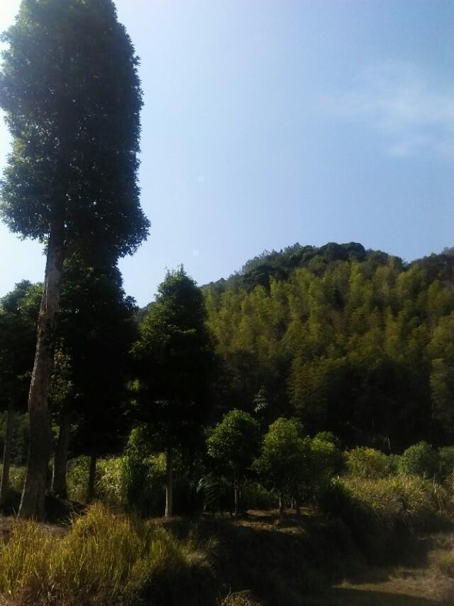 鬼打墙是鬼在帮你,世界上有鬼吗？鬼打墙是什么情况？